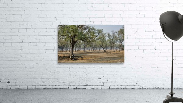 Leadwood Forest Wall Preview