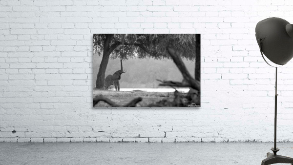 Elephant Black & White  Wall Preview