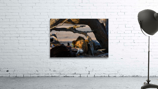 Lion Staredown Wall Preview