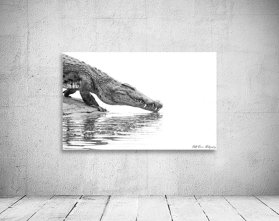 Zambezi Crocodile  Wall Preview