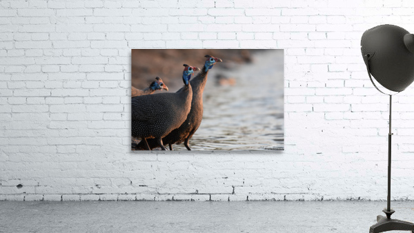 Guineafowl drinking Wall Preview