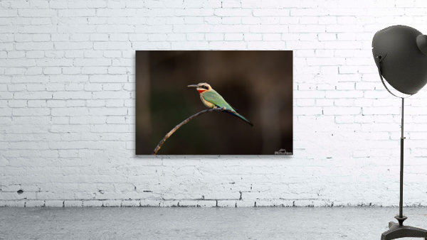 White Fronted Bee-eater Wall Preview