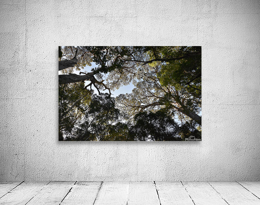 Tree tops Wall Preview
