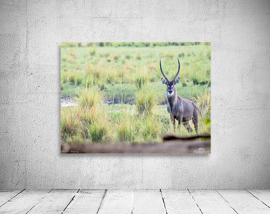 Waterbuck Posing Wall Preview