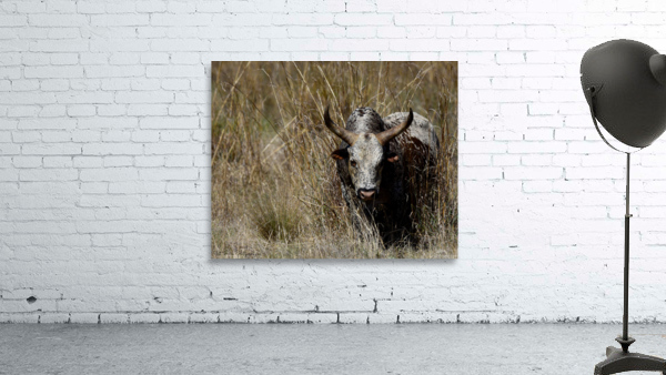 Nguni Cow Wall Preview