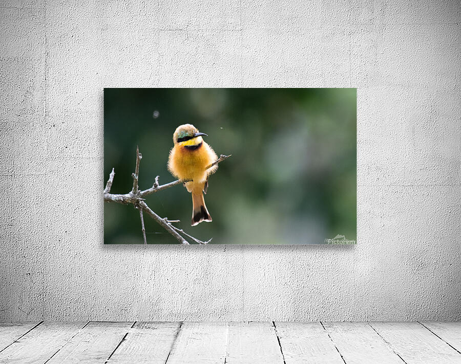 Little Bee-eater Wall Preview