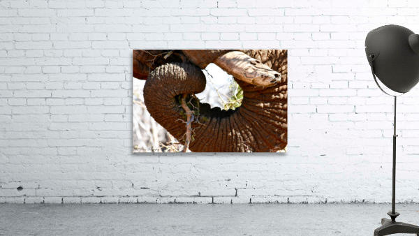  Elephant Trunk Wall Preview
