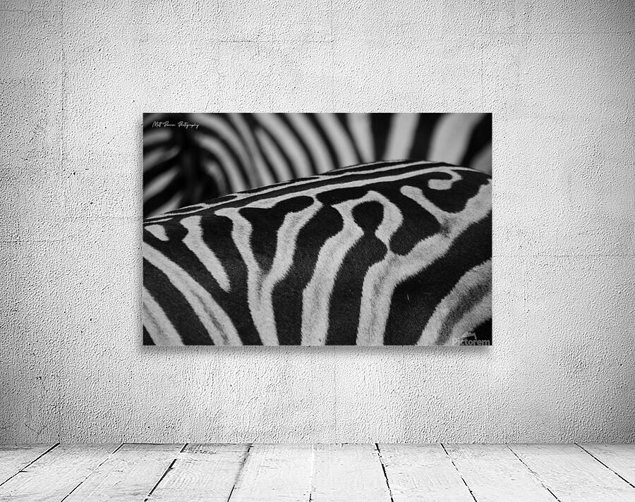  Zebra Close up back Wall Preview