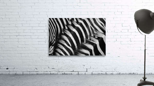  Zebra Close manes Wall Preview