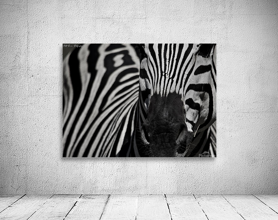 Zebra close-up Front Wall Preview