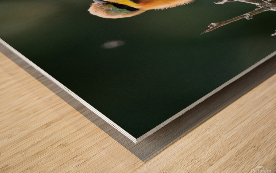 Little Bee-eater Wood print