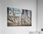 Two Pigeons nesting in a tree Acrylic Print