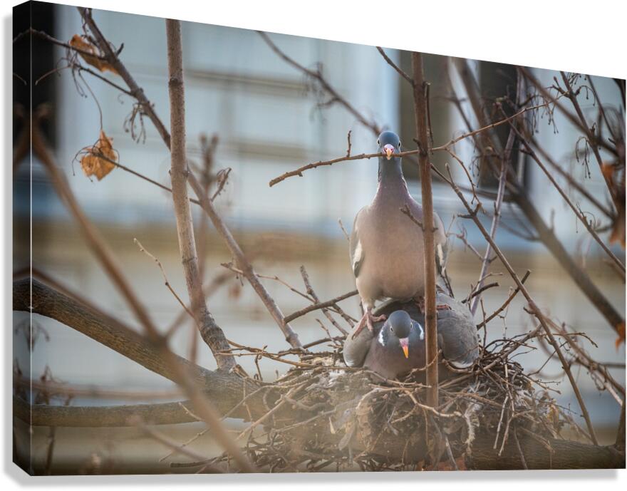 Two Pigeons nesting in a tree Canvas Print