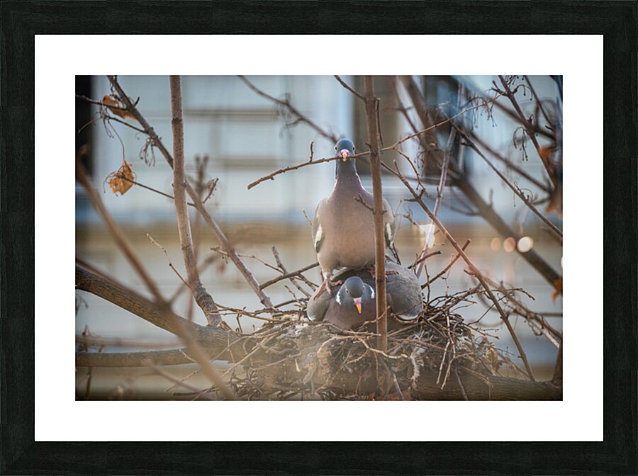 Two Pigeons nesting in a tree Picture Frame print