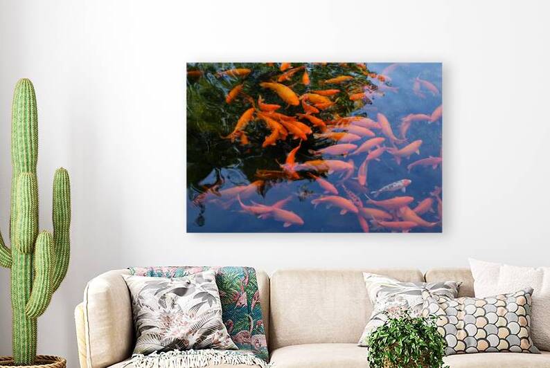 Chinese Koi Fish swimming in the Beihai lake in Beijing by Mirko Kuzmanovic