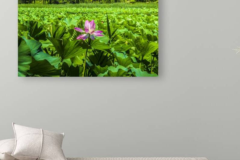 Lotus flower pink waterlily above the lotus leaves in a pond in Beijing China by Mirko Kuzmanovic