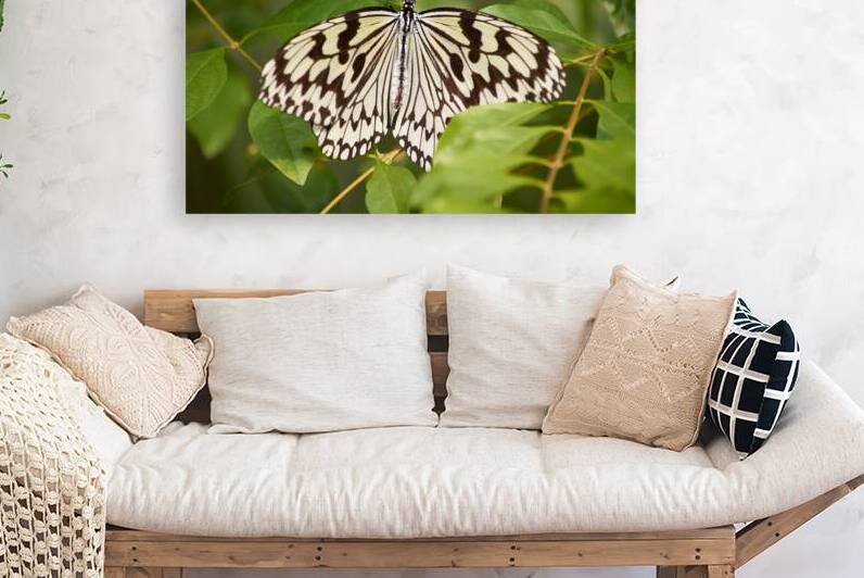 Rice Paper Butterfly in Okinawa Japan by Mirko Kuzmanovic