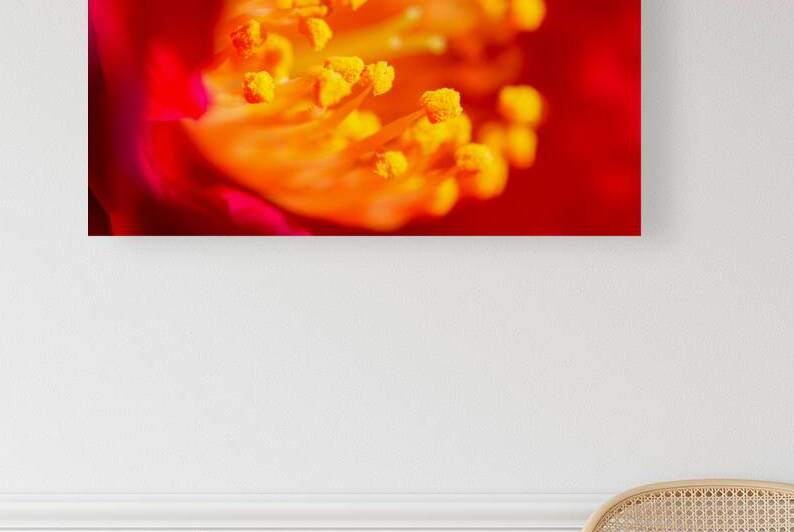 Vibrant Red and Yellow Flower Stamens Close Up by Mirko Kuzmanovic