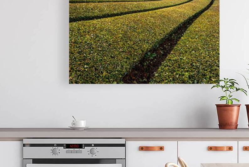 Ishidera Tea Fields of Green Uji Tea plantation in Wazuka town in Kyoto Japan by Mirko Kuzmanovic