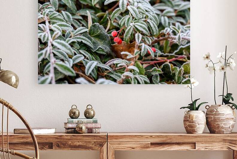 Frosty Leaves and Red Berries by Mirko Kuzmanovic