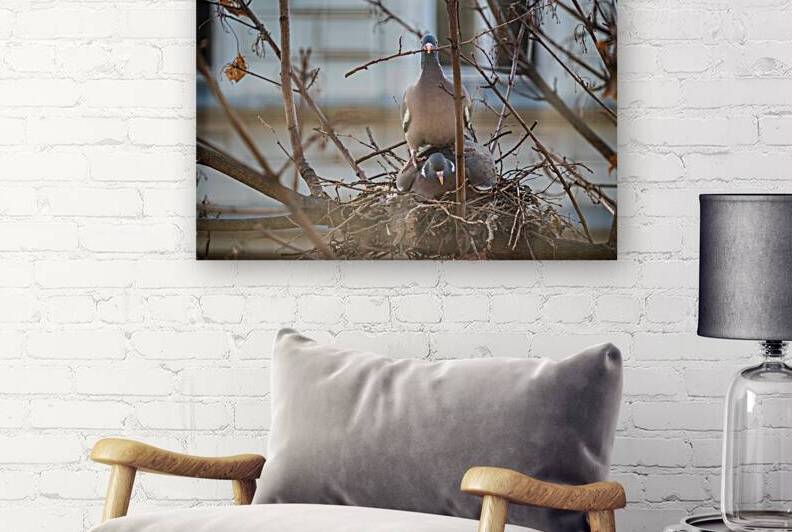 Two Pigeons nesting in a tree by Mirko Kuzmanovic