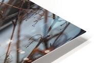 Two Pigeons nesting in a tree HD Metal print
