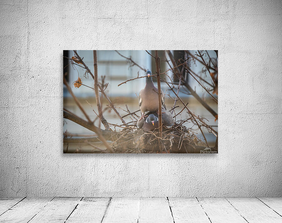 Two Pigeons nesting in a tree Wall Preview