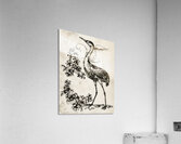 ArtX 516 crane Acrylic Print
