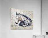 ArtXcl 364 horse Acrylic Print