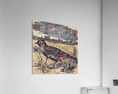 ArtXcl 330 bird walking Acrylic Print