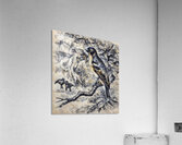 ArtXcl 331 Birds forest tree branch Acrylic Print