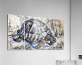 ArtXcl 332 tortoise pencil sketch Acrylic Print