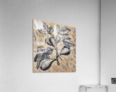 ArtXcl 333 common fig pencil sketch Acrylic Print