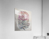 ArtXcl 367 Flower Rose Acrylic Print
