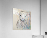 ArtXcl 373 baby lamb Acrylic Print