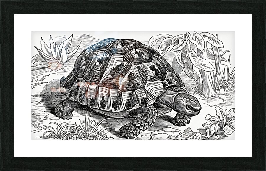 ArtX 32 tortoise Picture Frame Printing