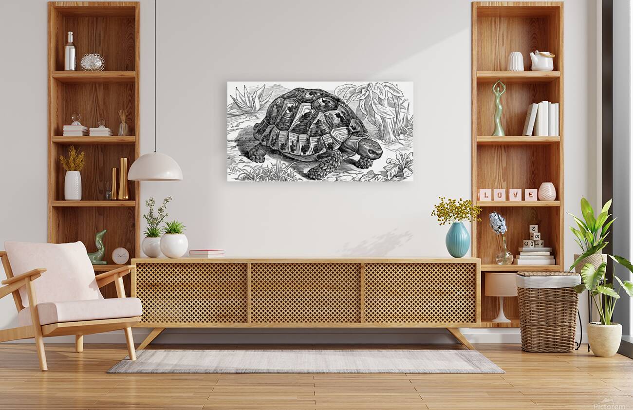 ArtX 32 tortoise Reproduction