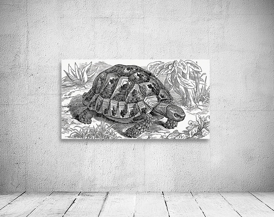 ArtX 32 tortoise Wall Preview
