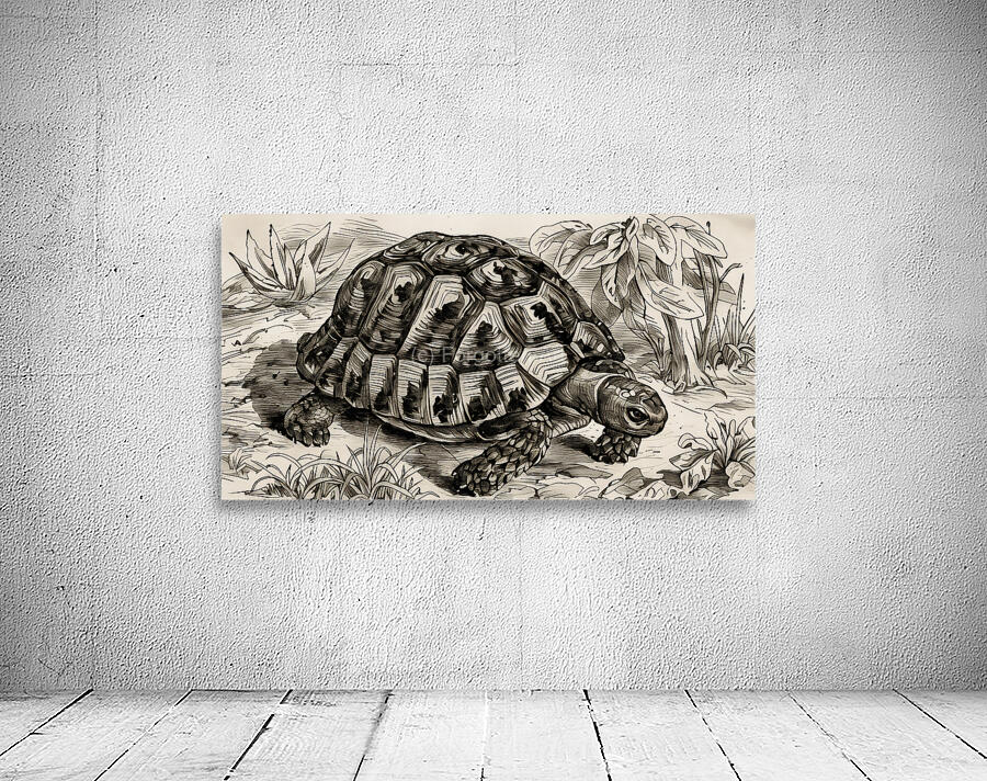 ArtX 532 tortoise Wall Preview