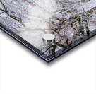 Winter Forest Acrylic print
