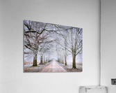 Winter Forest Acrylic Print