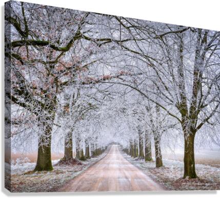 Winter Forest Canvas Print