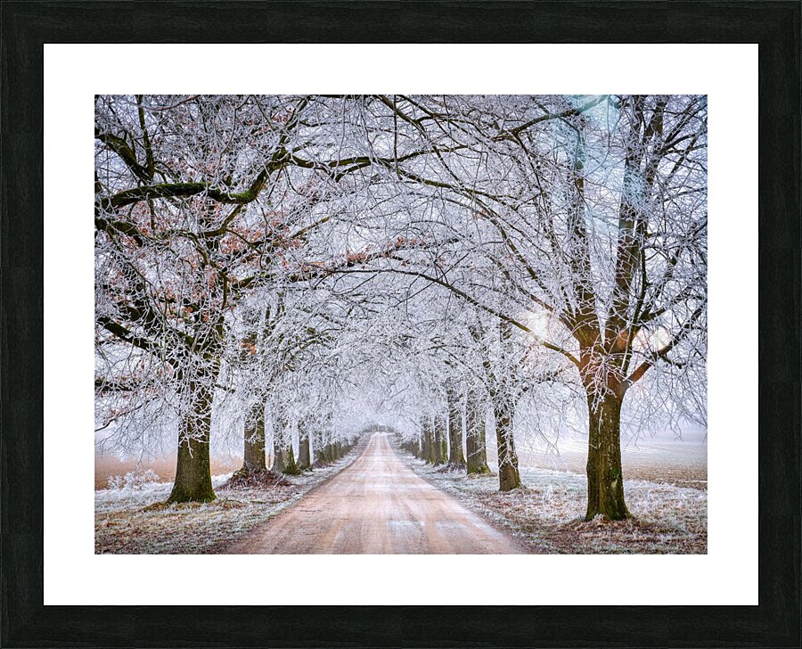 Winter Forest Picture Frame print