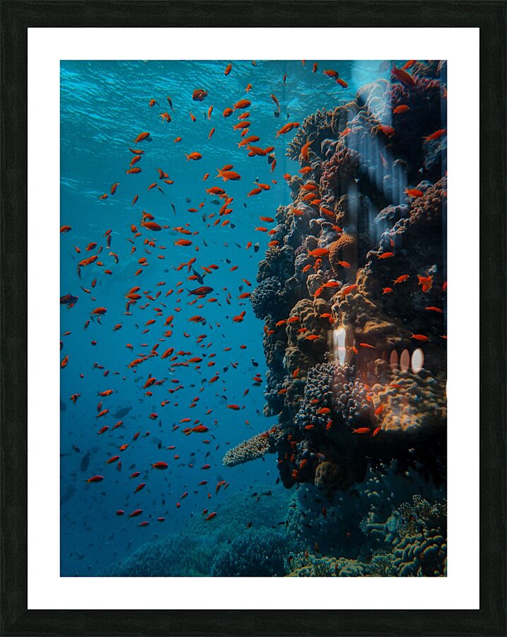 Underwater Life Picture Frame print