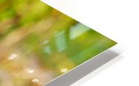 WATERLILIES HD Metal print