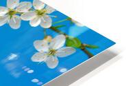 CHERRY BLOSSOMS HD Metal print