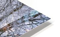 Winter Forest HD Metal print