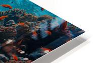 Underwater Life HD Metal print