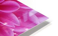 Dahlia HD Metal print