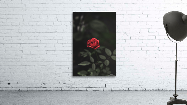 ROSA Wall Preview
